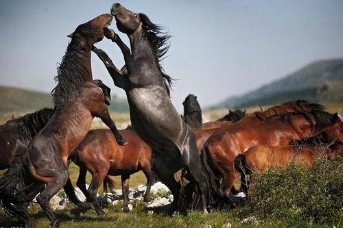 动物世界马交配视频,揭秘马匹交配瞬间