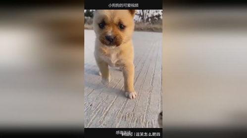狗狗视频小狗狗的视频,小狗狗的欢乐时光