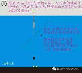 调漂教学视频,跟随教学视频轻松掌握钓鱼高招