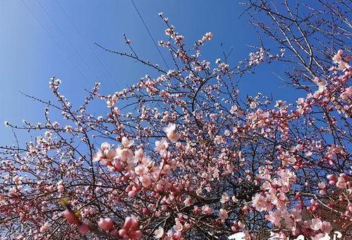 桃花网视频,探寻桃花源的秘密之旅