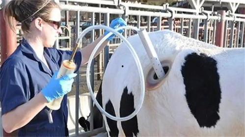 牛身上开洞的视频,揭秘古老技艺与现代挑战