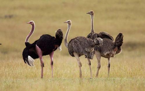 鸵鸟大战狮子视频,鸵鸟与狮子生死对决