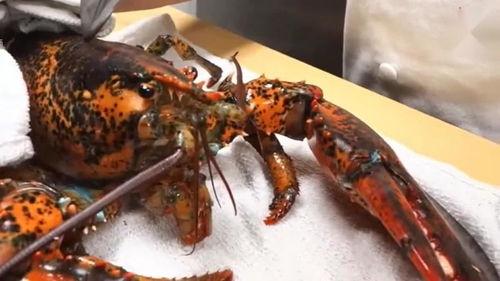 杀龙虾视频,揭秘杀龙虾全过程