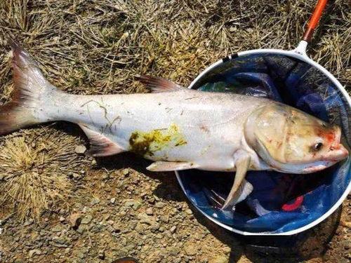 鲢鱼怎么切片视频教程,轻松掌握家常美味鱼肴制作技巧