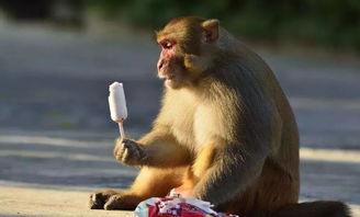 猴猴视频