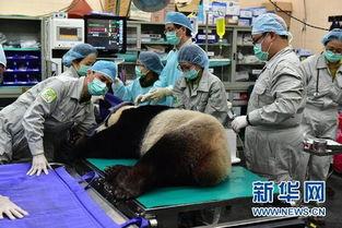 动物的人工授精视频,动物繁育新篇章