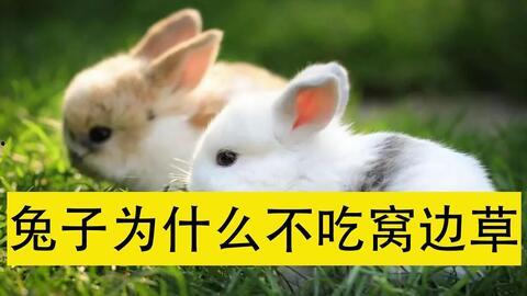 小兔视频,趣味无限，欢乐时光